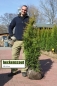 Preview: Lebensbaum Thuja Brabant 120-140cm